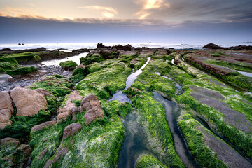 Wall Mural - At a season of year at dawn, the stones in the Co Thach coast were fully covered with moss and seaweed. That coast is located in Tuy Phong, Binh Thuan province, Vietnam