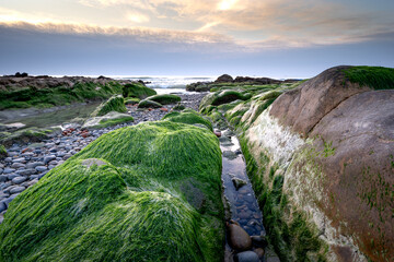 Wall Mural - At a season of year at dawn, the stones in the Co Thach coast were fully covered with moss and seaweed. That coast is located in Tuy Phong, Binh Thuan province, Vietnam