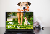 Fototapeta Zwierzęta - Clever dog sits behind computer. Online dog training concept.