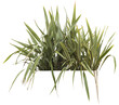 Isolated PNG cutout of a New Zealand flax plant on a transparent background, ideal for photobashing, matte-painting, concept art