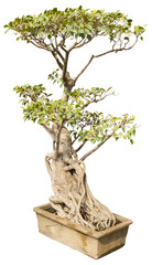 Poster - Isolated PNG cutout of a bonsai on a transparent background, ideal for photobashing, matte-painting, concept art
