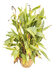 Poster - Isolated PNG cutout of a water canna on a transparent background, ideal for photobashing, matte-painting, concept art