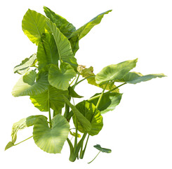 Poster - Isolated PNG cutout of a giant upright elephant ear plant on a transparent background, ideal for photobashing, matte-painting, concept art