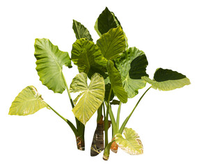 Poster - Isolated PNG cutout of a giant upright elephant ear plant on a transparent background, ideal for photobashing, matte-painting, concept art