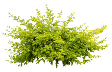 Poster - Isolated PNG cutout of a plant on a transparent background, ideal for photobashing, matte-painting, concept art