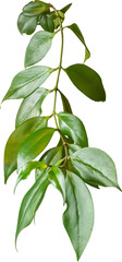 Poster - Isolated PNG cutout of a plant on a transparent background, ideal for photobashing, matte-painting, concept art