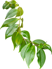 Poster - Isolated PNG cutout of a plant on a transparent background, ideal for photobashing, matte-painting, concept art