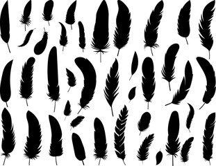 Wall Mural - set of feathers birds silhouette vector