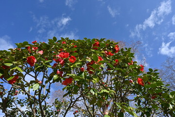 Sticker - Red camellia flowers. Five-petaled flowers bloom from February to April, and dark brown seeds come out from ripe fruits from September to November.