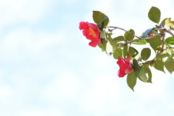 Wall Mural - Red camellia flowers. Five-petaled flowers bloom from February to April, and dark brown seeds come out from ripe fruits from September to November.