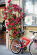 Red bicycle and blooming roses on old street of the famous Pitigliano town. Beautiful italian towns and villages. Etruscan heritage, Grosseto, Tuscany, Italy.