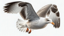 Illustration Of A Black And Gray Seagull In Flight. Generative Ai