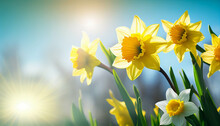 A Bunch Of Bright Yellow Daffodils In The Meadow On A Sunny Spring Day. Generative Ai,