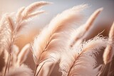 Fototapeta Boho - Outdoor pampas grass in soft pastel hues. Wallpaper in the boho style of sunny wheat. Golden, ripe ears in the morning sunshine. Light and airy nature banner. Image for a boho wedding invitation. Mood