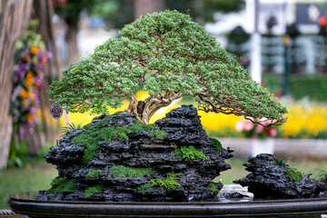 Beautiful Bonsai tree in a garden. Japanese garden or park. Nature in summer in Tao Dan park, Ho Chi Minh city, Vietnam