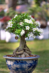 Wall Mural - Beautiful Bonsai tree in a garden. Japanese garden or park. Nature in summer in Tao Dan park, Ho Chi Minh city, Vietnam