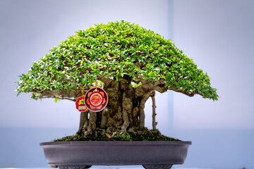 Beautiful Bonsai tree in a garden. Japanese garden or park. Nature in summer in Tao Dan park, Ho Chi Minh city, Vietnam