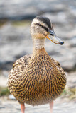Fototapeta  - Norwegian Duck