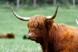 Fototapeta  - Scottish Highland cow