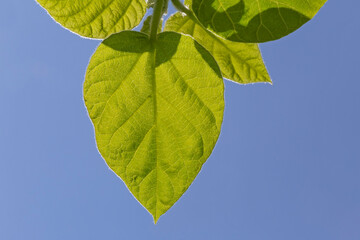 Sticker - green leaves against clear blue sky