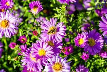 Beautiful Wild Flower Winged Bee On Background Foliage Meadow