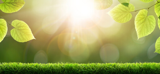 Wall Mural - fresh green garden grass lawn in spring, summer with bright bokeh of blurred foliage of springtime i