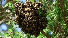Wild honeybee swarm in sunlight hangs from tree