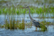 Grey Heron Stands In Grass In Shallows