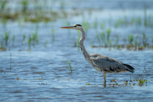 Grey Heron Stands In Shallows In Sunshine