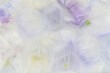 © Milou Dirks - abstract background of purple and white frozen anemone flowers