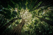 © alisaaa - a rainforest canopy, representing the incredible biodiversity and importance of tropical rainforests