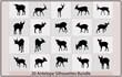 African antelopesilhouette,Vector jump antelope silhouette,Black silhouette of an antelope,silhouettes of running impala antelopes,
