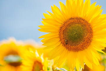 Wall Mural - Close up shot with copy space of blooming sunflowers against blue sky. Bright sunflowers in the field