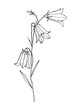 Beautiful bluebell flowers on a white background. Bell. Botanical illustration freehand drawing. vector illustration