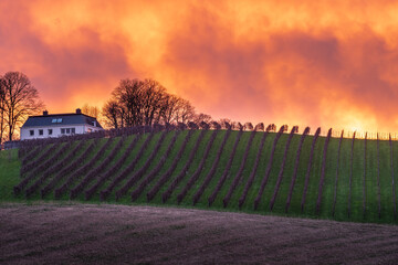 Wall Mural - explosion of colours during sunset over the Jeker valley in Maastricht with a beautiful cloudscape and view of the rolling hill landscape with vineyards of Apostelhoeve, the oldest winery in Holland