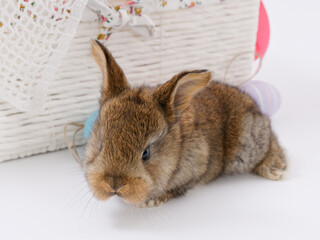 Easter Bunny in a festive Easter basket with colored eggs on a white background