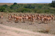 A herd of impala looking the same direction in the Maasai Mara