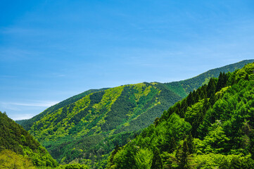 Canvas Print - 新緑の北アルプスの山