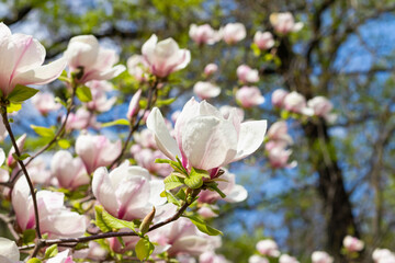 Wall Mural - Beautiful blooming white and pink magnolia tree on spring day. Selective focus