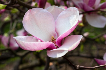 Wall Mural - Beautiful blooming pink magnolia flower tree on spring day. Flowering tree in garden