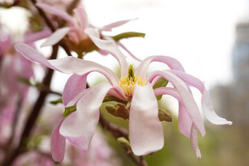 Wall Mural - Beautiful blooming pink and white star magnolia tree on spring day. Magnolia stellata flower. Flowering tree in garden