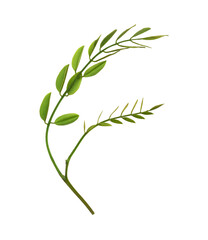 Wall Mural - closeup of acacia fresh small leaves isolated on white or transparent background
