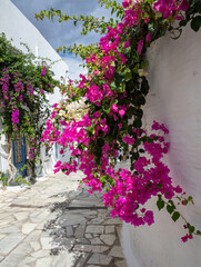 Wall Mural - Tinos island Greece. Cycladic architecture at Pyrgos village. Paved alley, pink bougainvillea