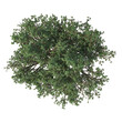 top view 3D render of a tree cut out isolated over a transparent background 3d rendering png file