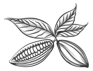 Wall Mural - Cocoa bean. Open and closed cacao seed pod