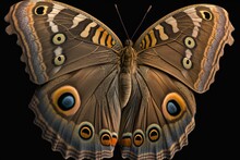 Caligo Eurilochus Butterfly (tribe Brassolini Of Subfamily Morphinae), A Very Huge Butterfly That Lives At Night From Mexico To Central America To The Amazon River In South America. Generative AI