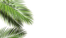 Copy Space With Palm Leaves Border On Transparent Backgrounds Realistic 3d Rendering Png