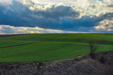 Fototapeta Na ścianę - farmland on a bright day, green canola