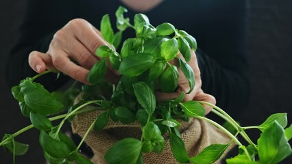 Wall Mural - Girl's hands with basil leaves on a dark background