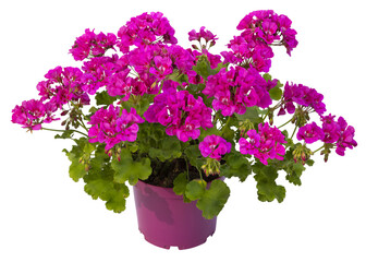 Wall Mural - Géranium zonale rose	en pot